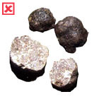 Tuber Macrosporum Vitt.